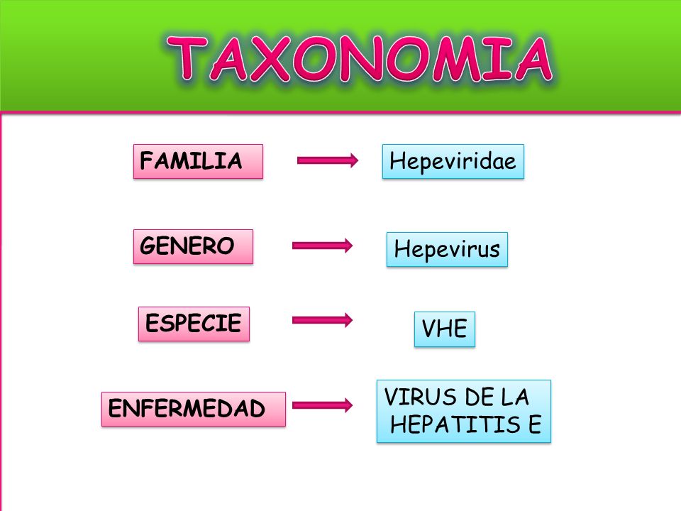 TAXONOMIA FAMILIA Hepeviridae GENERO Hepevirus ESPECIE VHE VIRUS DE LA