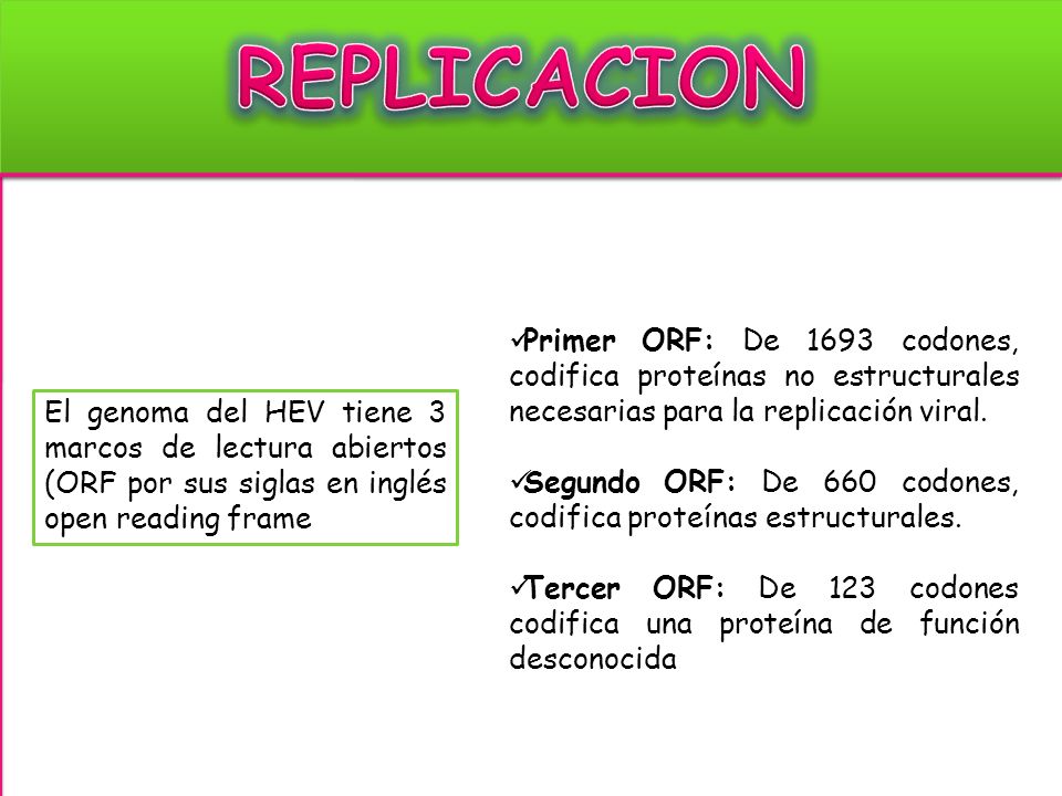 REPLICACION Primer ORF: De 1693 codones, codifica proteínas no estructurales necesarias para la replicación viral.