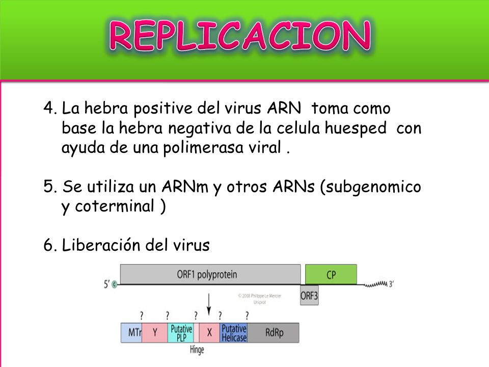 REPLICACION 4. La hebra positive del virus ARN toma como base la hebra negativa de la celula huesped con ayuda de una polimerasa viral .