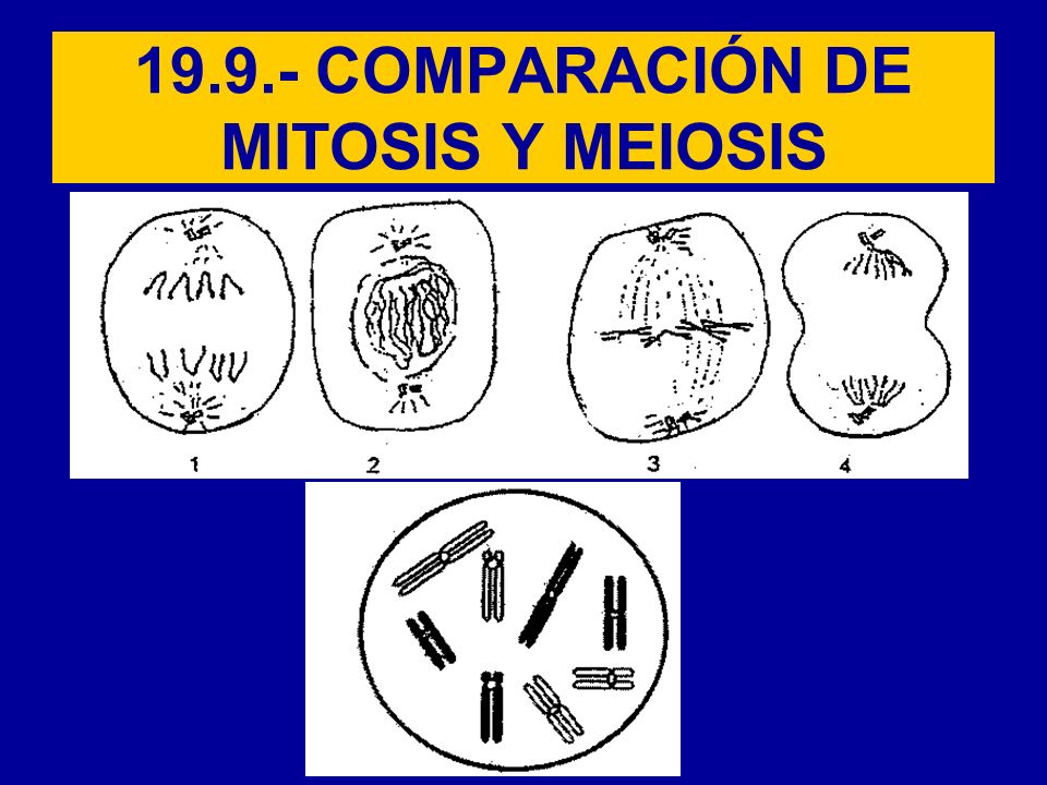 COMPARACIÓN DE MITOSIS Y MEIOSIS