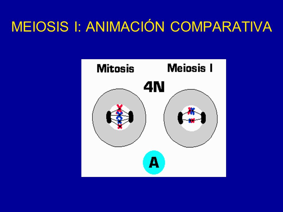 MEIOSIS I: ANIMACIÓN COMPARATIVA