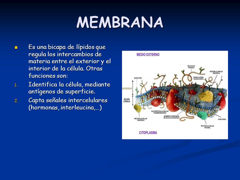MEMBRANA Es una bicapa de lípidos que regula los intercambios de materia entre el exterior y el interior de la célula. Otras funciones son: