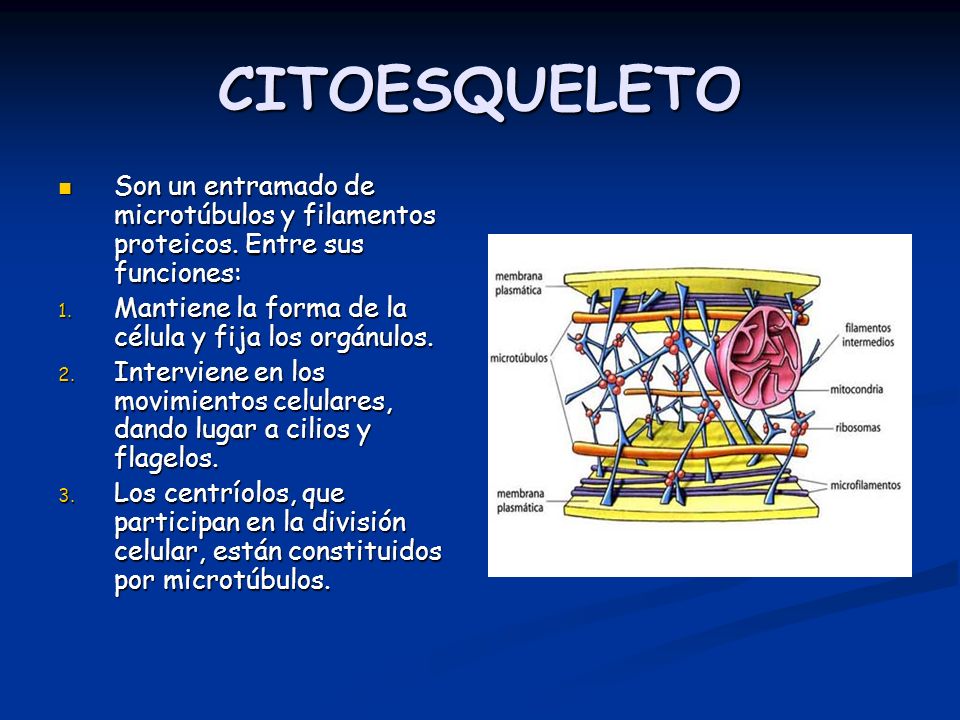 CITOESQUELETO Son un entramado de microtúbulos y filamentos proteicos. Entre sus funciones: Mantiene la forma de la célula y fija los orgánulos.