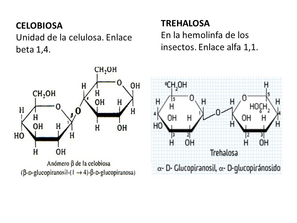 TREHALOSA En la hemolinfa de los insectos. Enlace alfa 1,1.