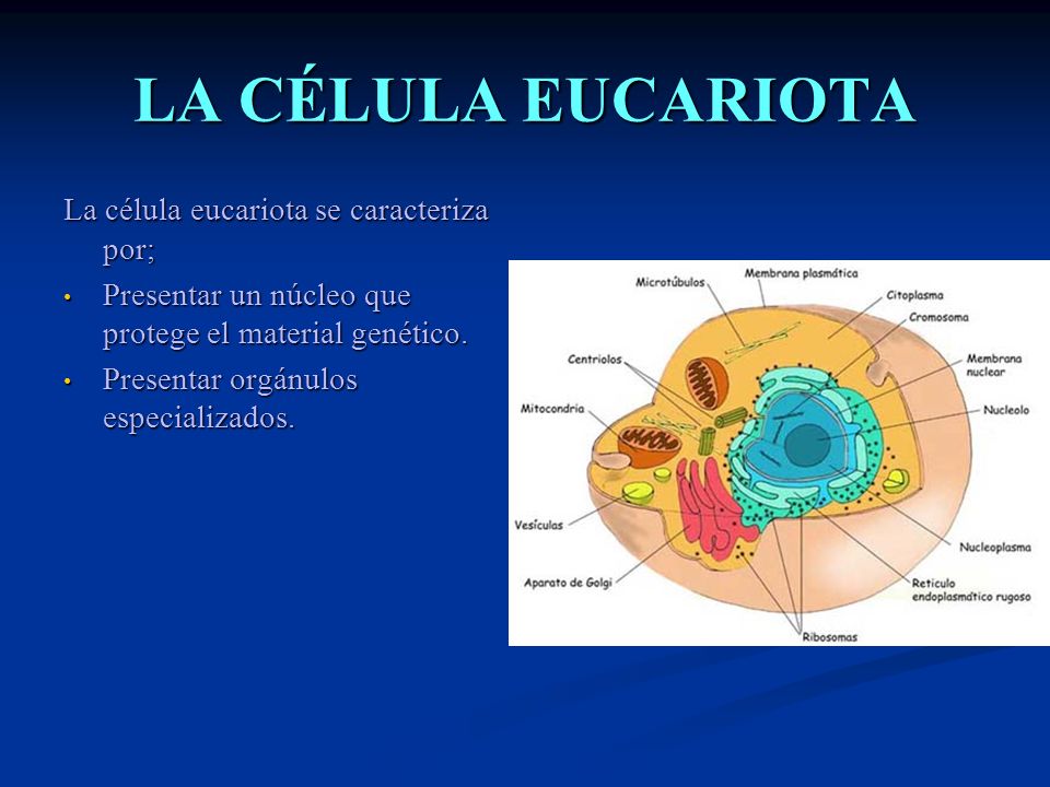 LA CÉLULA EUCARIOTA La célula eucariota se caracteriza por;