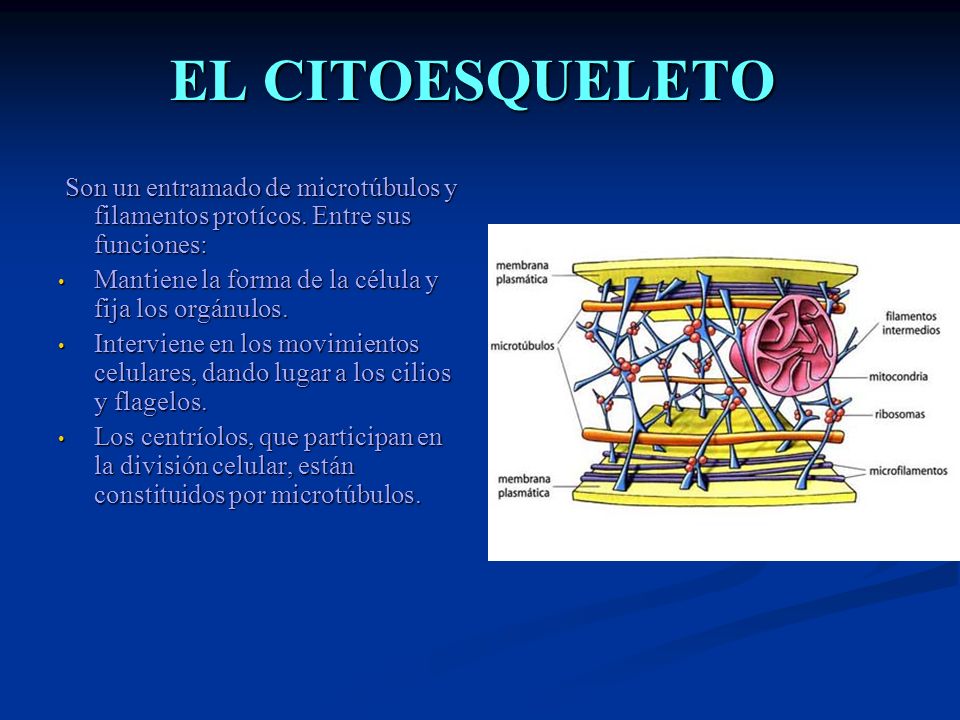 EL CITOESQUELETO Son un entramado de microtúbulos y filamentos protícos. Entre sus funciones: Mantiene la forma de la célula y fija los orgánulos.