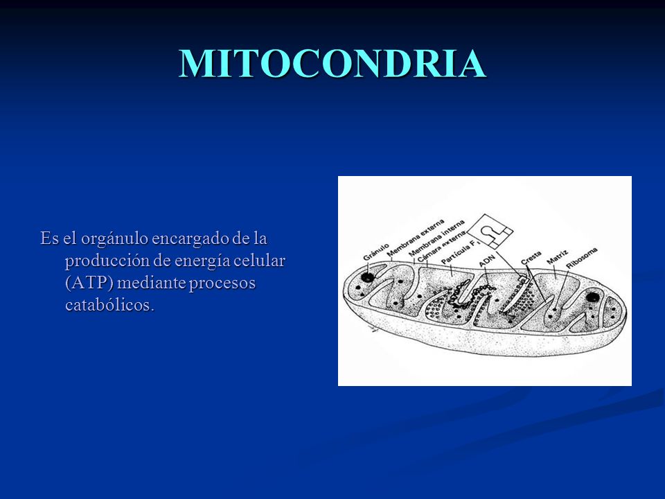 MITOCONDRIA Es el orgánulo encargado de la producción de energía celular (ATP) mediante procesos catabólicos.