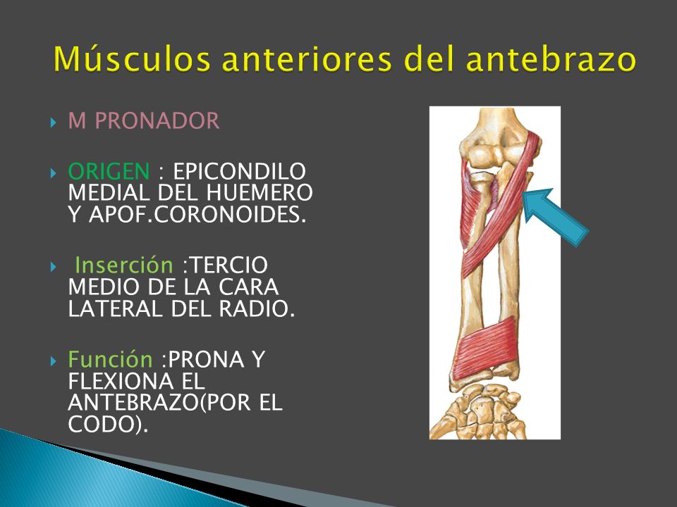 Músculos anteriores del antebrazo
