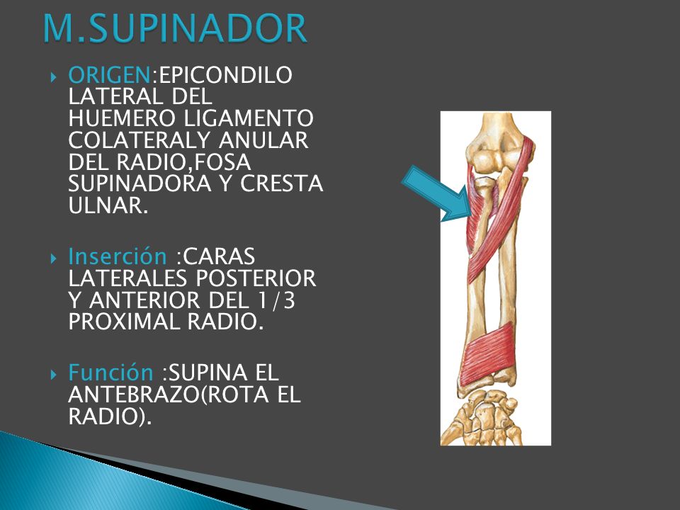 M.SUPINADOR ORIGEN:EPICONDILO LATERAL DEL HUEMERO LIGAMENTO COLATERALY ANULAR DEL RADIO,FOSA SUPINADORA Y CRESTA ULNAR.
