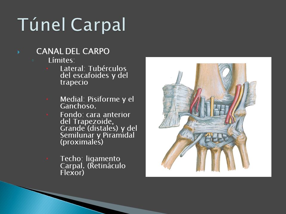 Túnel Carpal CANAL DEL CARPO Límites: