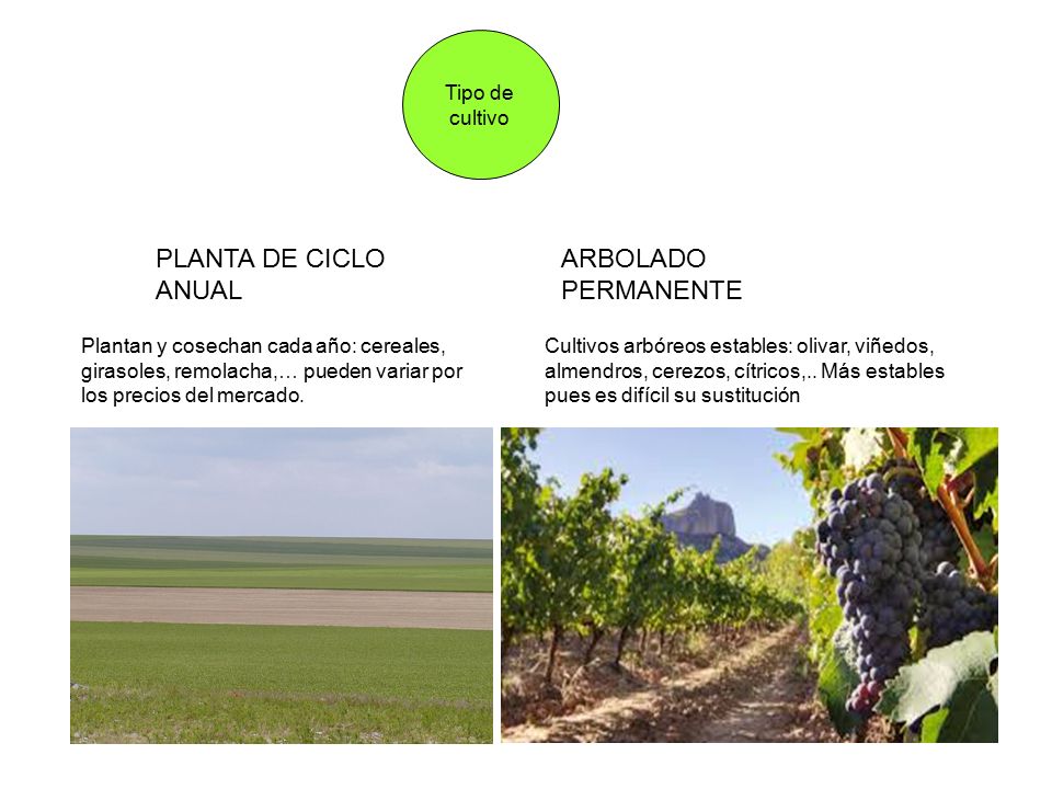 PLANTA DE CICLO ANUAL ARBOLADO PERMANENTE Tipo de cultivo