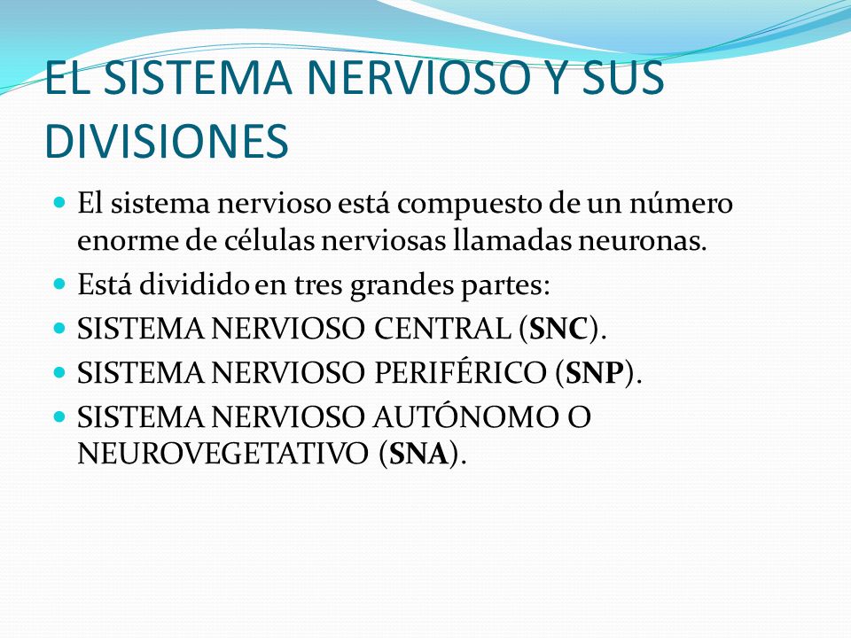 EL SISTEMA NERVIOSO Y SUS DIVISIONES