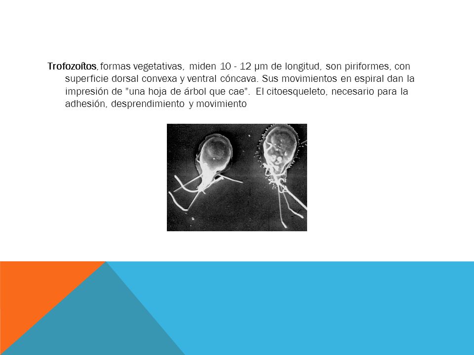 Trofozoítos, formas vegetativas, miden µm de longitud, son piriformes, con superficie dorsal convexa y ventral cóncava.