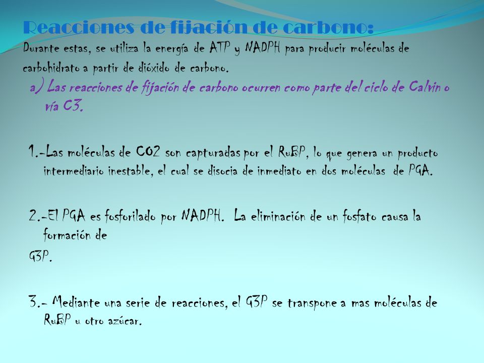 Reacciones de fijación de carbono: Durante estas, se utiliza la energía de ATP y NADPH para producir moléculas de carbohidrato a partir de dióxido de carbono.