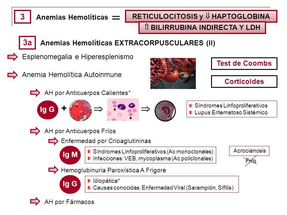  +   3 3a Ig G Ig M Ig G RETICULOCITOSIS y  HAPTOGLOBINA