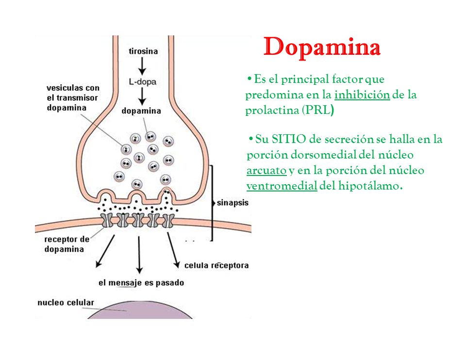 Dopamina Es el principal factor que predomina en la inhibición de la prolactina (PRL)
