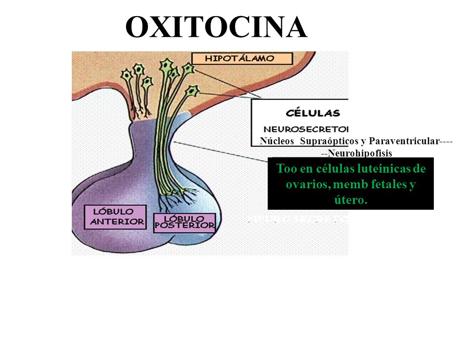 OXITOCINA Too en células luteinicas de ovarios, memb fetales y útero.