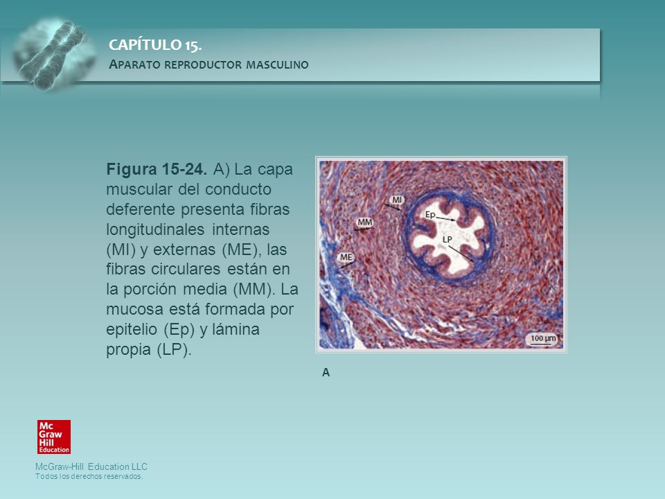 Figura A) La capa muscular del conducto deferente presenta fibras longitudinales internas (MI) y externas (ME), las fibras circulares están en la porción media (MM). La mucosa está formada por epitelio (Ep) y lámina propia (LP).