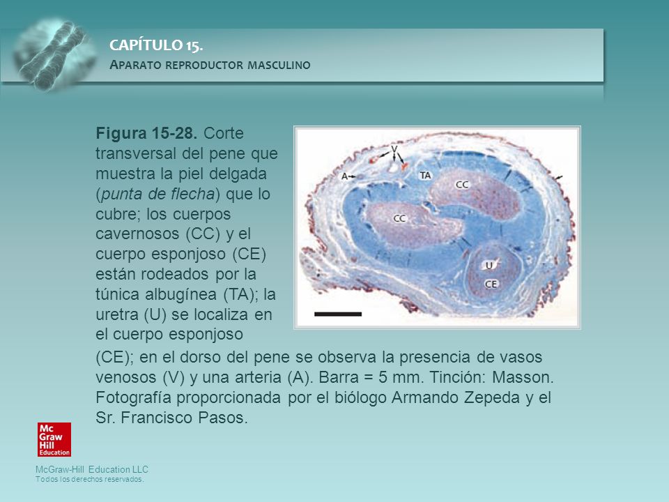 Figura Corte transversal del pene que muestra la piel delgada (punta de flecha) que lo cubre; los cuerpos cavernosos (CC) y el cuerpo esponjoso (CE) están rodeados por la túnica albugínea (TA); la uretra (U) se localiza en el cuerpo esponjoso