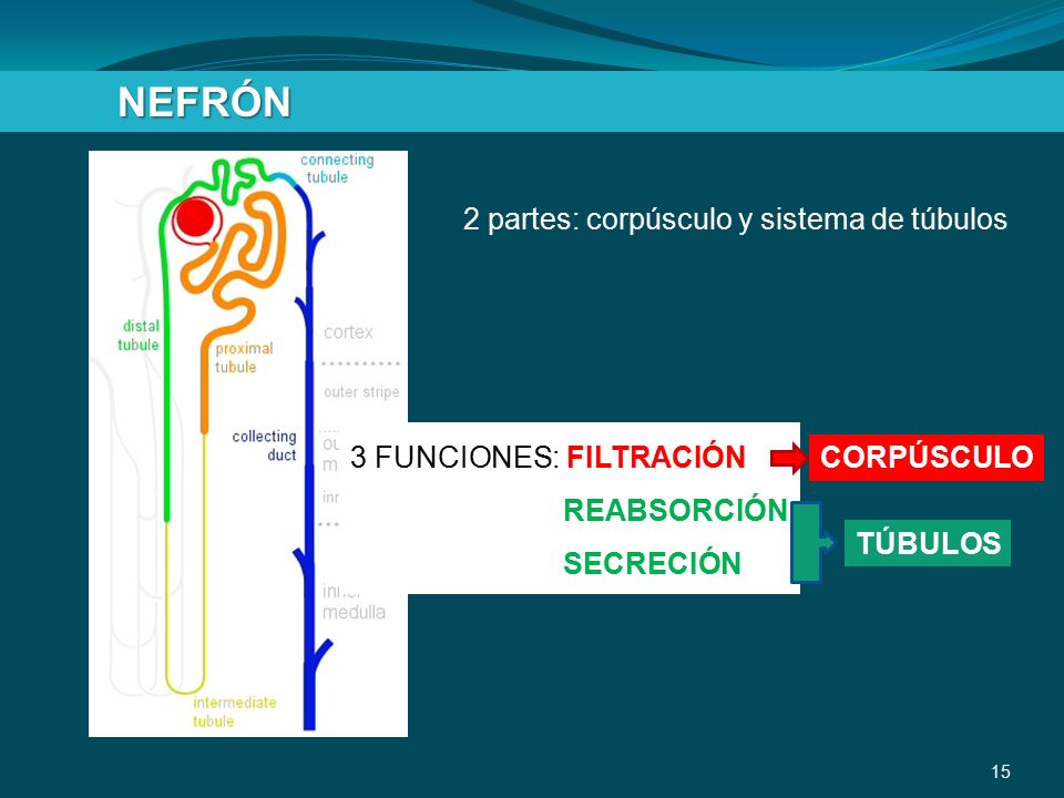 NEFRÓN 2 partes: corpúsculo y sistema de túbulos