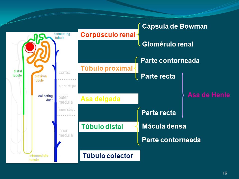 Cápsula de Bowman Glomérulo renal. Corpúsculo renal. Parte contorneada. Parte recta. Túbulo proximal.