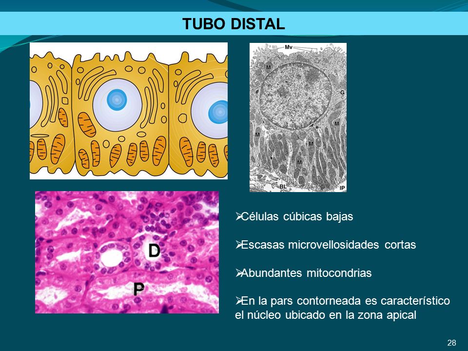 TUBO DISTAL Células cúbicas bajas Escasas microvellosidades cortas