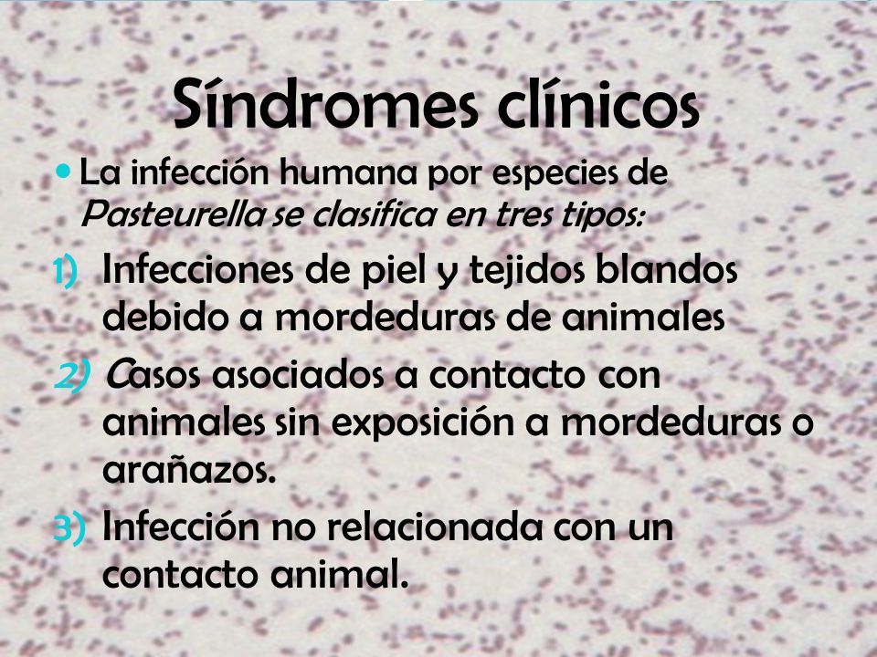 Síndromes clínicos La infección humana por especies de Pasteurella se clasifica en tres tipos: