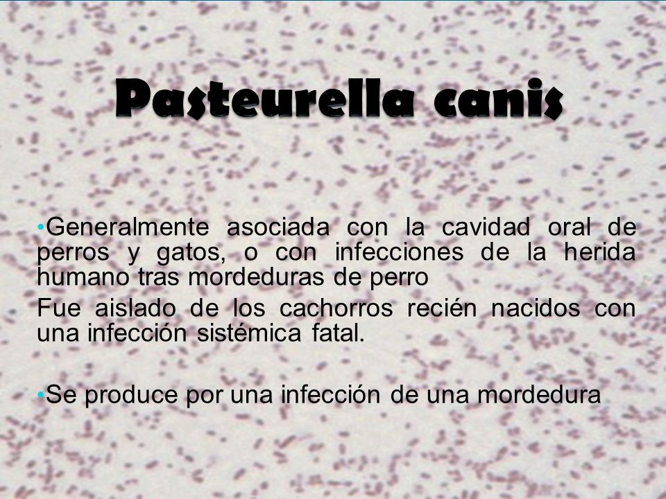 Pasteurella canis Generalmente asociada con la cavidad oral de perros y gatos, o con infecciones de la herida humano tras mordeduras de perro.