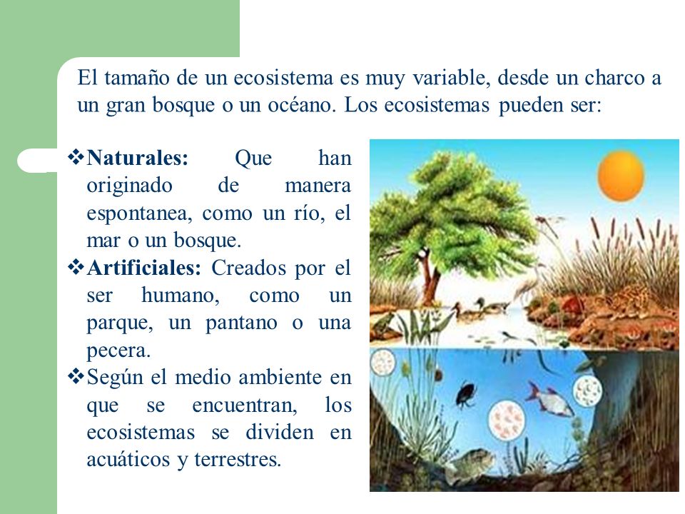 El tamaño de un ecosistema es muy variable, desde un charco a un gran bosque o un océano. Los ecosistemas pueden ser: