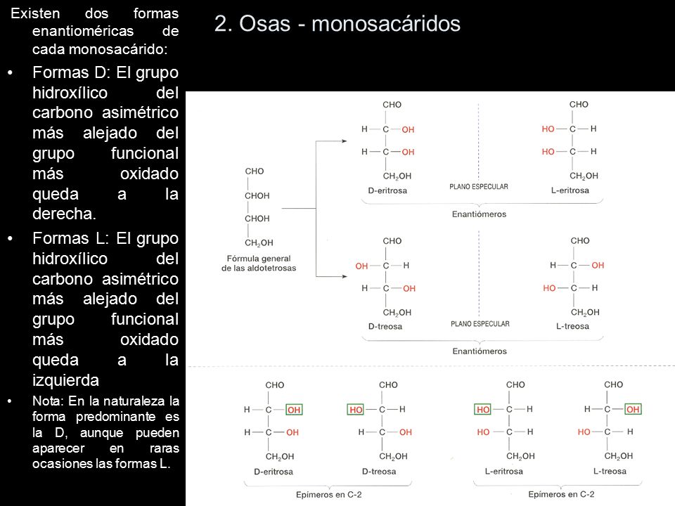 2. Osas - monosacáridos Existen dos formas enantioméricas de cada monosacárido: