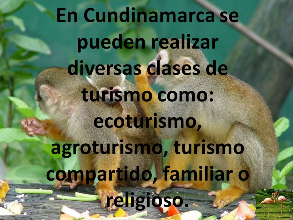 En Cundinamarca se pueden realizar diversas clases de turismo como: ecoturismo, agroturismo, turismo compartido, familiar o religioso.