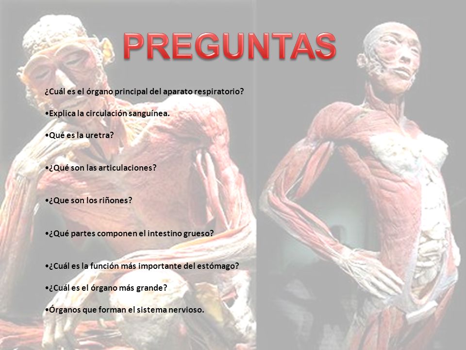 PREGUNTAS ¿Cuál es el órgano principal del aparato respiratorio