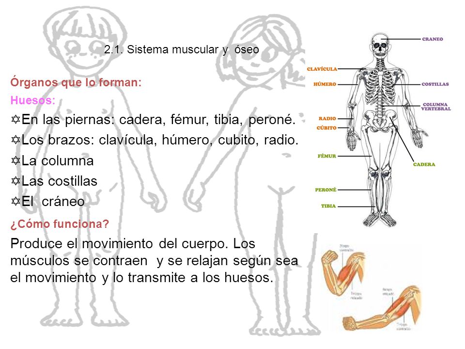 El cuerpo humano En las piernas: cadera, fémur, tibia, peroné.