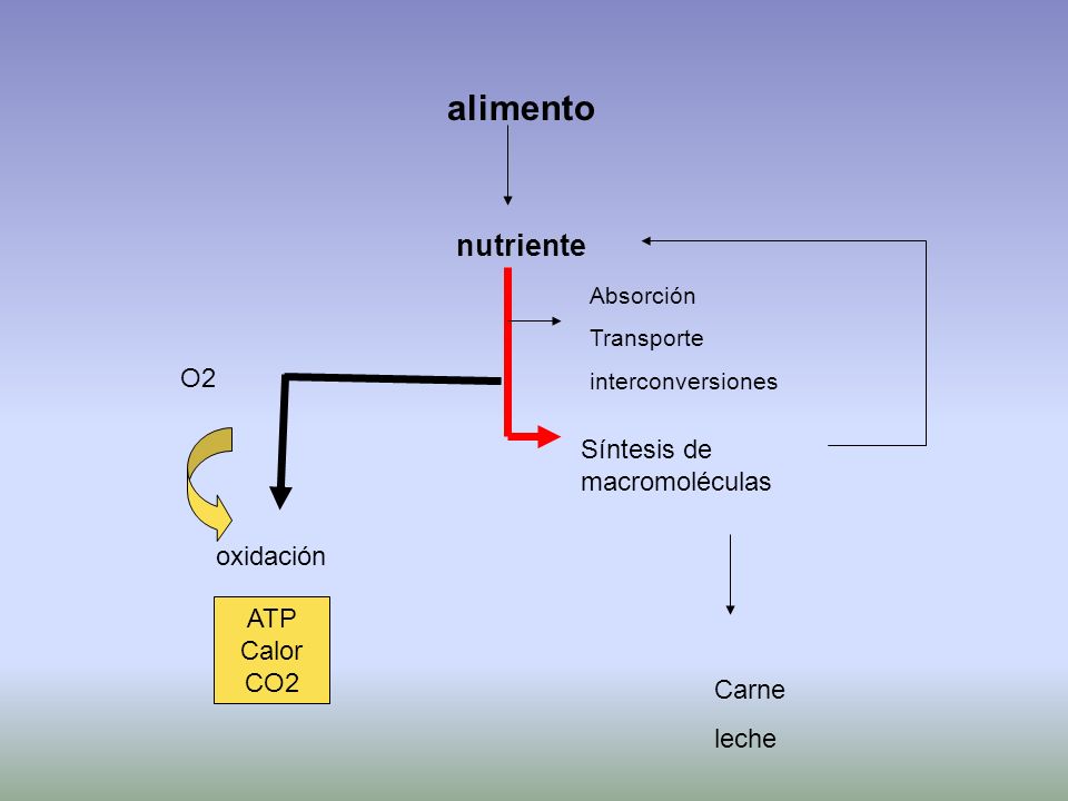 alimento nutriente O2 Síntesis de macromoléculas oxidación ATP Calor