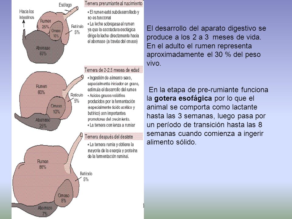 El desarrollo del aparato digestivo se produce a los 2 a 3 meses de vida.
