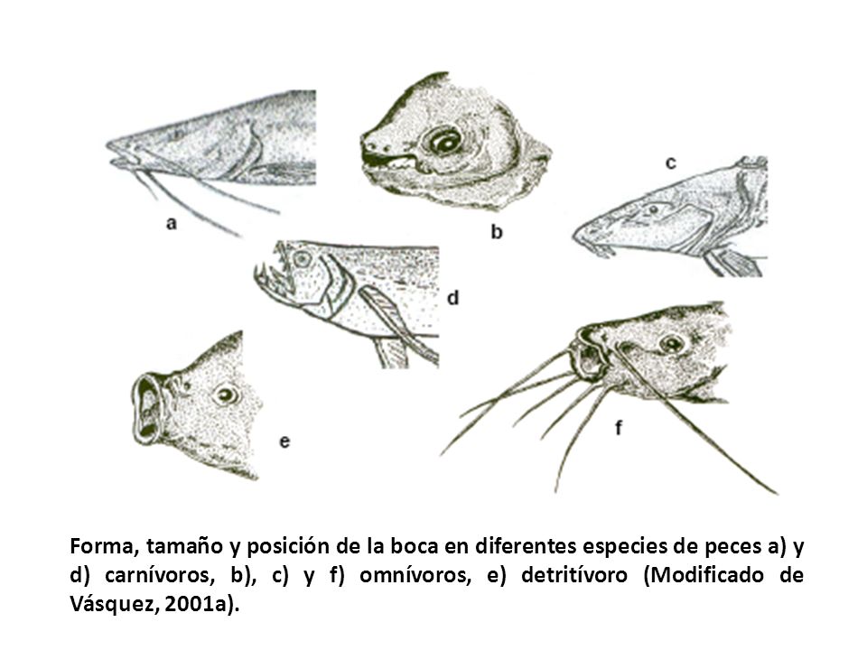 Forma, tamaño y posición de la boca en diferentes especies de peces a) y d) carnívoros, b), c) y f) omnívoros, e) detritívoro (Modificado de Vásquez, 2001a).