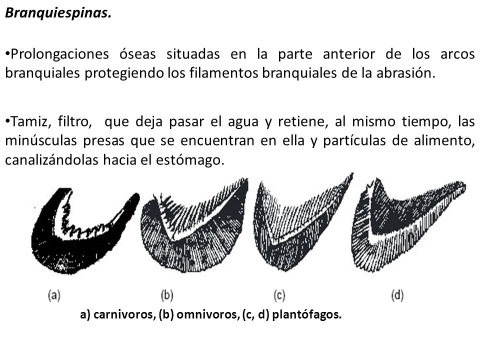 Branquiespinas. Prolongaciones óseas situadas en la parte anterior de los arcos branquiales protegiendo los filamentos branquiales de la abrasión.