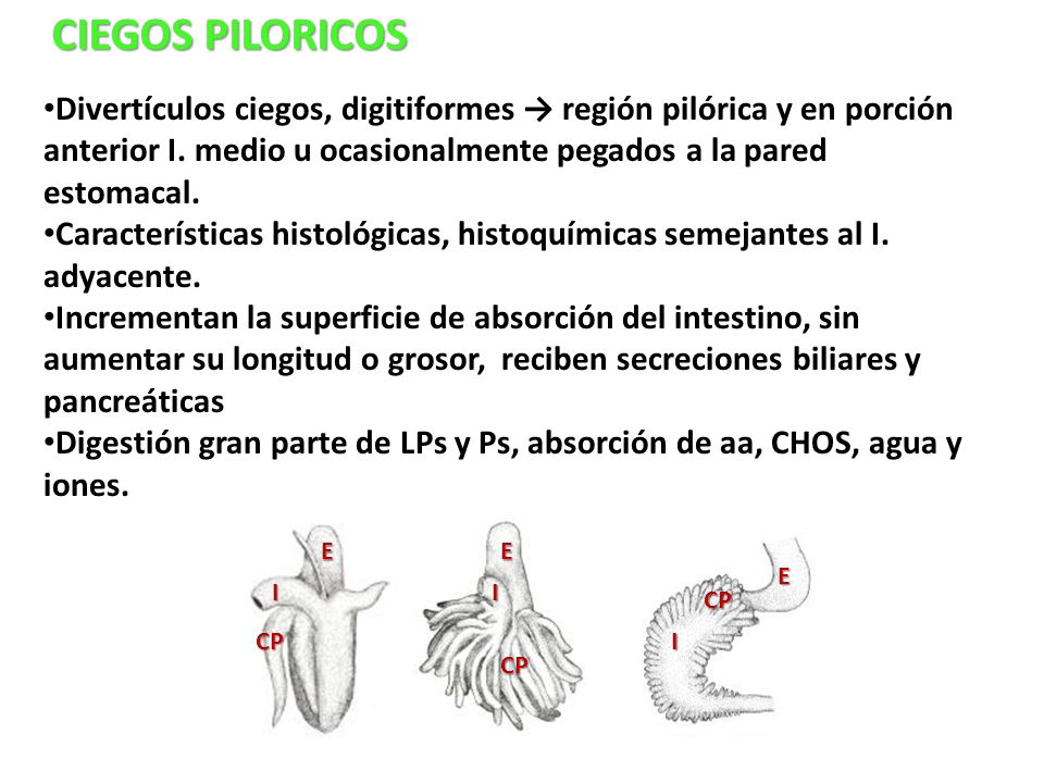 CIEGOS PILORICOS Divertículos ciegos, digitiformes → región pilórica y en porción anterior I. medio u ocasionalmente pegados a la pared estomacal.