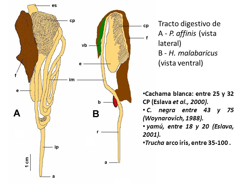 A - P. affinis (vista lateral) B - H. malabaricus (vista ventral)