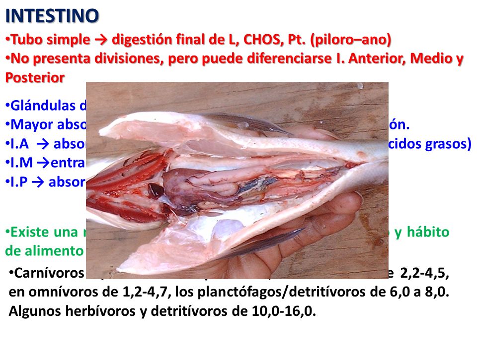 INTESTINO Tubo simple → digestión final de L, CHOS, Pt. (piloro–ano)