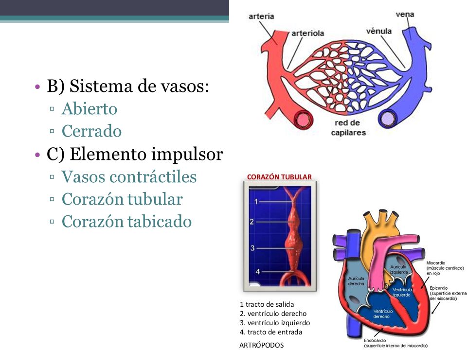 B) Sistema de vasos: C) Elemento impulsor Abierto Cerrado