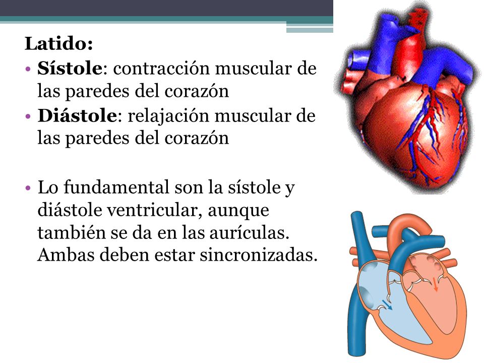 Latido: Sístole: contracción muscular de las paredes del corazón. Diástole: relajación muscular de las paredes del corazón.