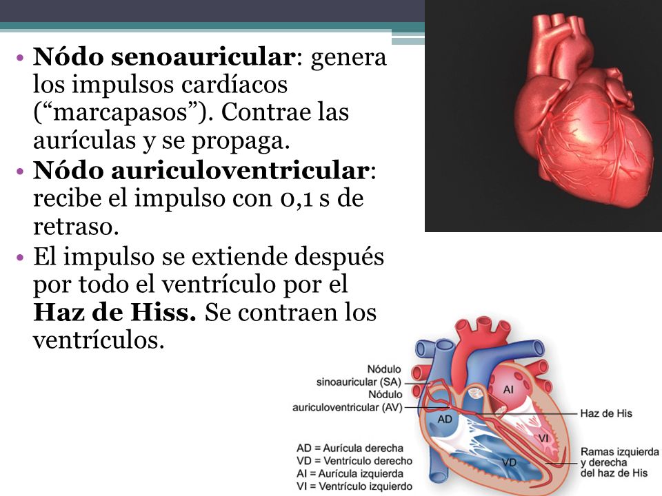 Nódo senoauricular: genera los impulsos cardíacos ( marcapasos )