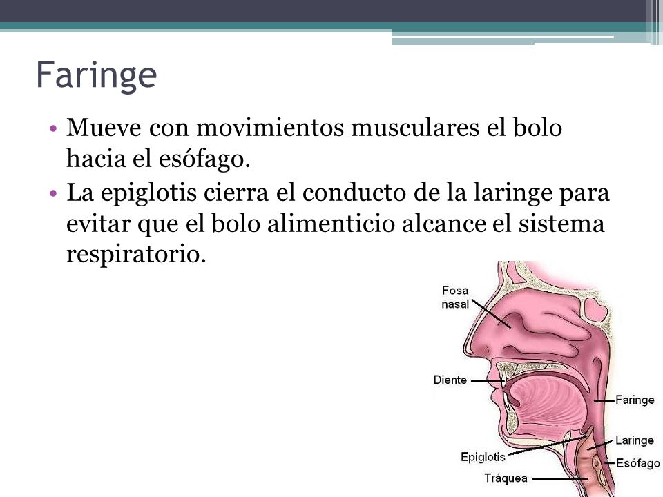 Faringe Mueve con movimientos musculares el bolo hacia el esófago.