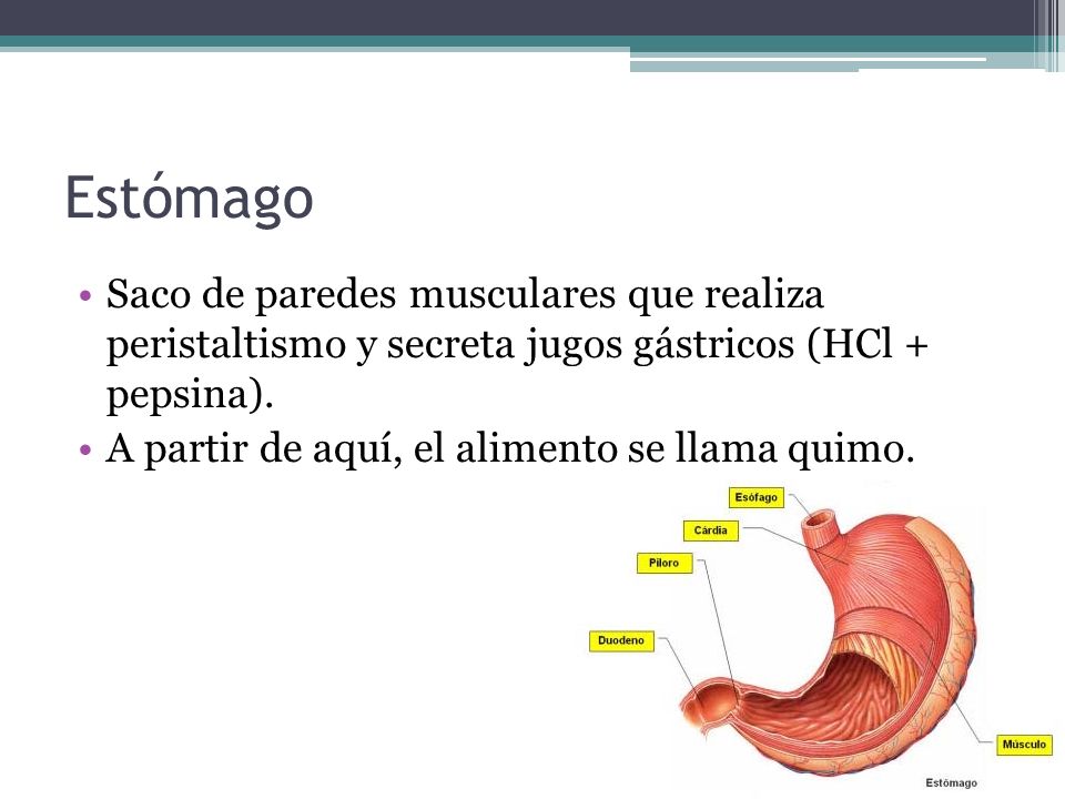 Estómago Saco de paredes musculares que realiza peristaltismo y secreta jugos gástricos (HCl + pepsina).