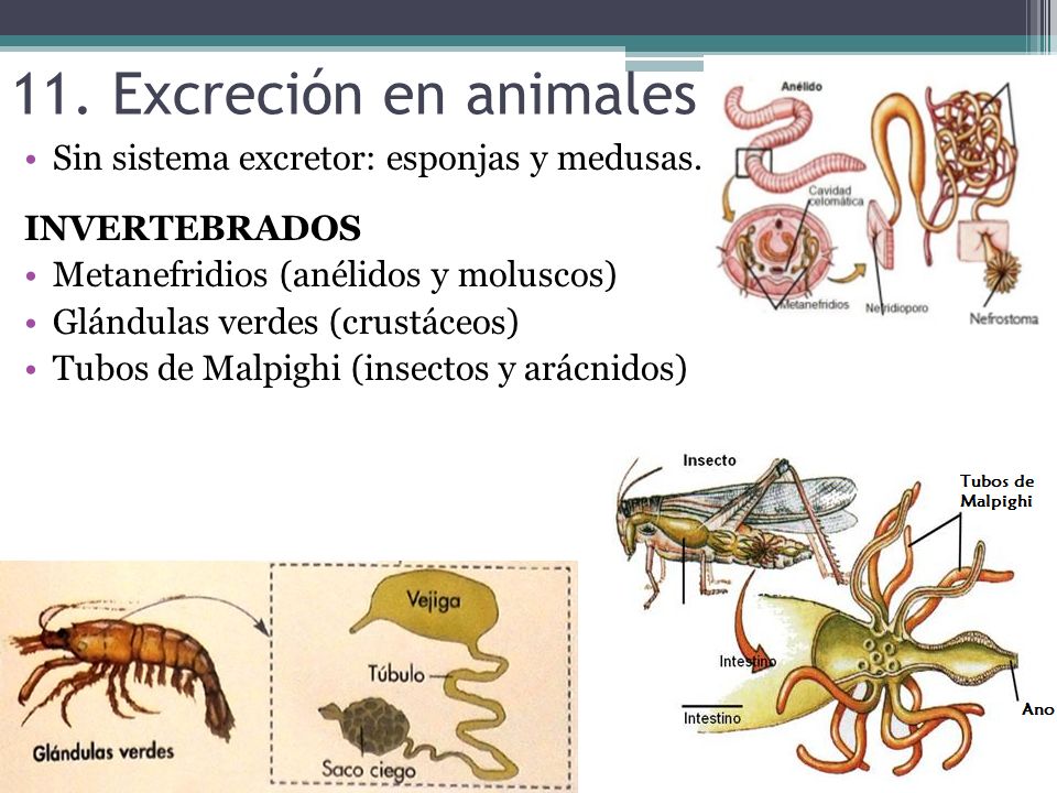 11. Excreción en animales Sin sistema excretor: esponjas y medusas.