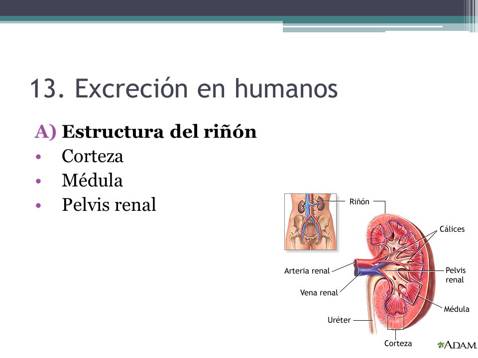 13. Excreción en humanos Estructura del riñón Corteza Médula