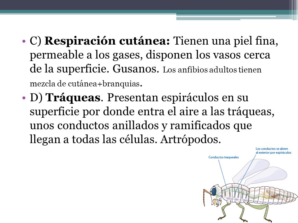 C) Respiración cutánea: Tienen una piel fina, permeable a los gases, disponen los vasos cerca de la superficie. Gusanos. Los anfibios adultos tienen mezcla de cutánea+branquias.