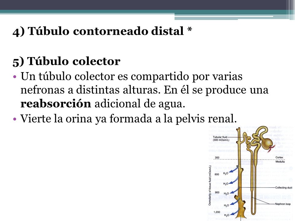 4) Túbulo contorneado distal * 5) Túbulo colector