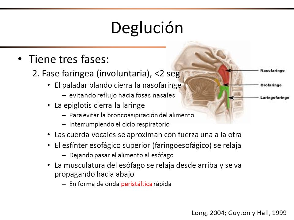 Deglución Tiene tres fases: 2. Fase faríngea (involuntaria), <2 seg